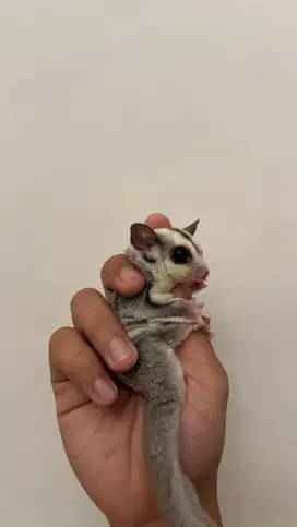 SUGAR GLIDER PLATINUM BETINA