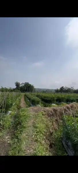 Jual sawah tanpa perantara seluas 5000m hubungi