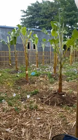 Tanah kebun rata padat  siap bangun