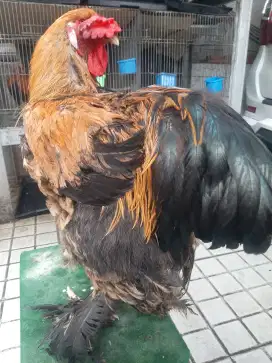 Ayam Brahma Jago