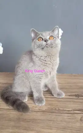 Kucing British Shorthair BSH Blue Solid Betina 4 bulan Parent Ped