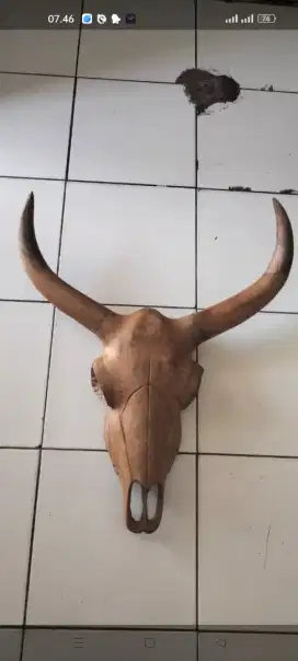 Tanduk kepala sapi