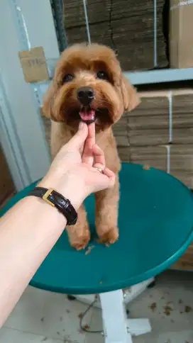 Dicari Groomer Anjing pengalaman minimal 1 tahun