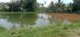 Kolam dan tanah daratan