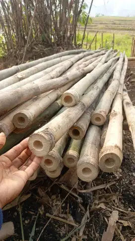 Bambu sedang dan besar