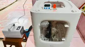 Penitipan kucing jogja, penitipan kucing murah petshop kucing jogja