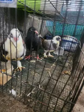 Jual anakan burung merpati snetinet spsang dn juga pos x lokal