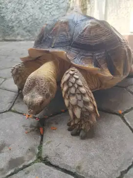 Sulcata size 50 cm, usia 4 th 3 bln, jenis kelamin jantan