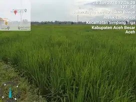 Sebudang tanah sawah