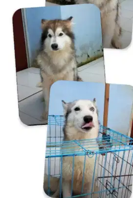 Jual anjing alaskan dan husky