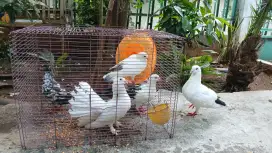 Merpati Putih / Burung Dara / Blantong / Pelung / Bekisar