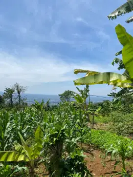 Tanah pemandangan bagus di wilayah Cigombong dekat kopi salaca