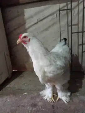 AYAM HIAS BRAHMA JANTAN