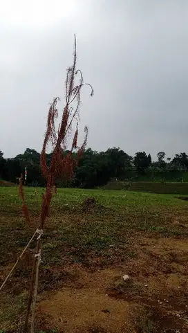 tanah kavling murah masuk mobil dekat pintu tol