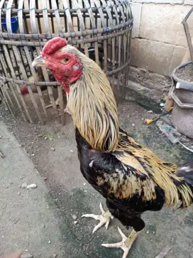 AYAM BANGKOK SUPER