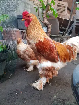 Sepasang Ayam Brahma Buff Indukan