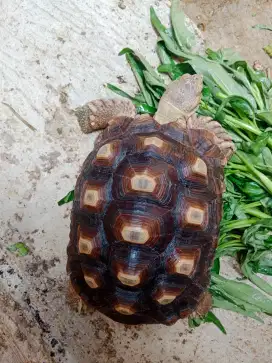 Kura darat sulcata 24,5cm