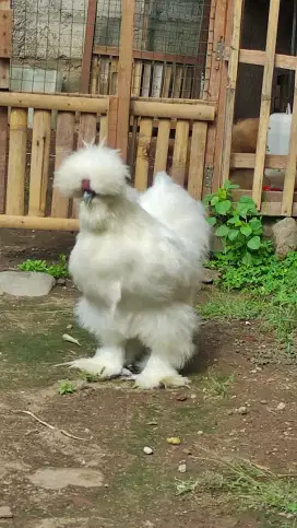 Ayam american silkie