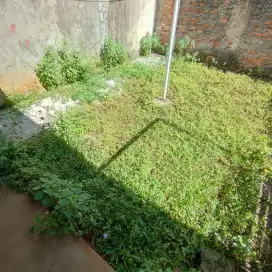 Potong Rumput Profesional Tangerang