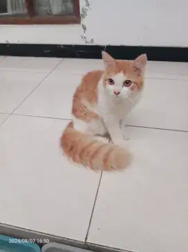 Kucing Persia Jantan umur 5bln Sehat Lucu penurut