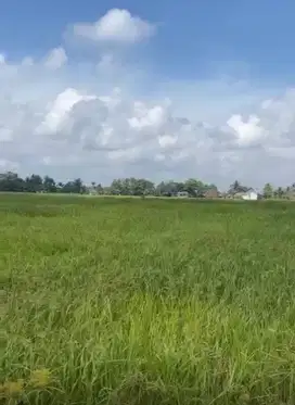 DIJUAL CEPAT!!! TANAH/SAWAH DEKAT DENGAN PINTU TOL KRAMASAN