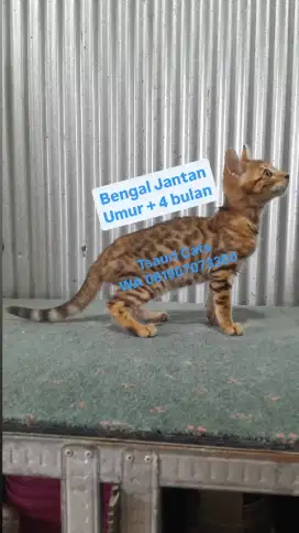 Kucing Kitten Jantan Umur + 4 bulan