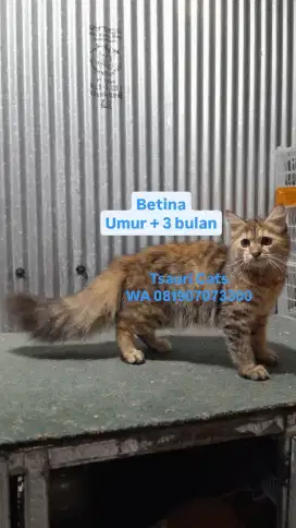 Kucing Kitten Betina 
Longhair Bulu Kapas
Umur + 3 bulan