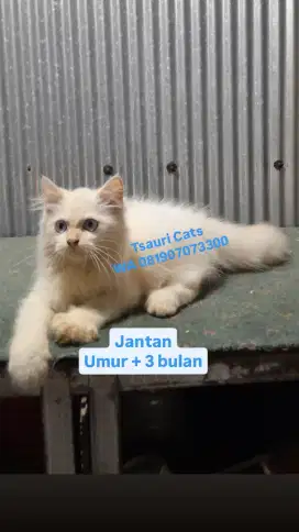 Kucing Kitten Jantan 
Longhair Bulu Kapas
Umur + 3 bulan