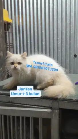 Kucing Kitten Jantan 
Longhair Bulu Kapas
Umur + 3 bulan