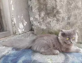 Kucing Anggora Abu Jantan 4 Bulan