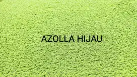 Azolla super pakan ikan dan unggas