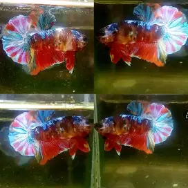 Ikan cupang red barongsai galaxy