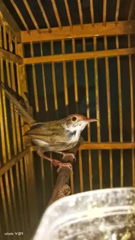 Burung prenjak lumut gacor