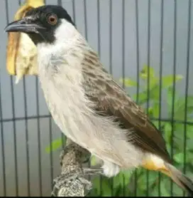 Burung kutilang