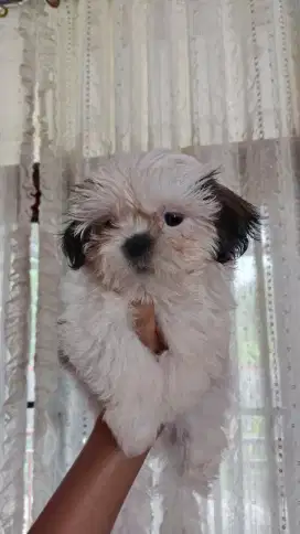 Shihtzu Teacup size