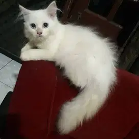 Kucing Anggora Putih Betina 4 Bulan