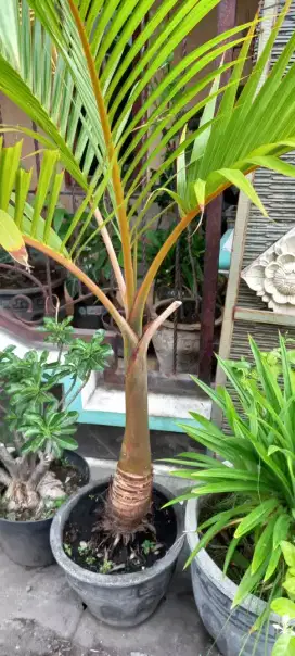 PALEM MERAH tinggi 70 cm