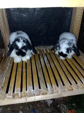 Sepasang kelinci Holland lop