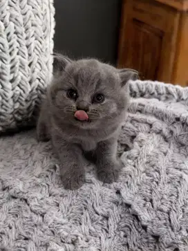 Kucing British Shorthair BSH