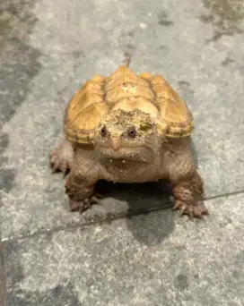 Common Snapping Turtle CST Leucistic (lucy) RARE ITEM