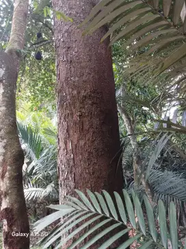 Pohon durian  besar di turi tebang sendiri