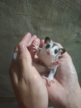 SUGAR GLIDER MOZAIK JANTAN