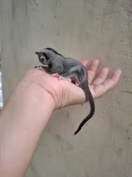 SUGAR GLIDER CLASIC GREY BETINA