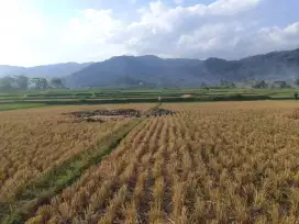 Tanah sawah dijual