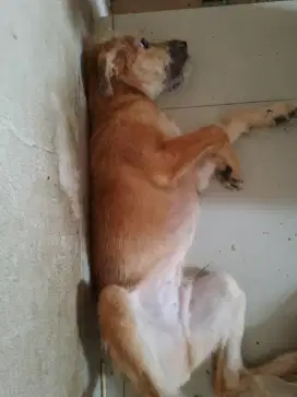 Jual Anjing Lokal