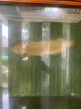 Arwana Golden Red 45cm