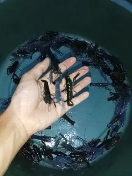 Bibitan lobster air tawar konsumsi size 5-6cm.