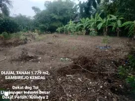 TANAH MURAH 1.779M2 SAMBIREJO KENDAL