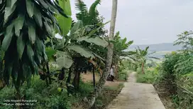 JUAL KEBUN DEKAT SAWAH  || PEMANDANGAN SAWAH  ALAM HIJAU .