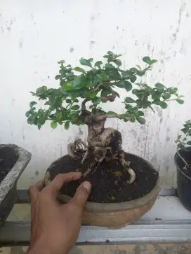 Bonsai hokiante